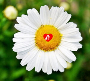 Μαδώντας τη Μαργαρίτα του Έρωτα την Ημέρα του Αγίου Βαλεντίνου