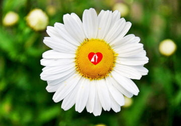 Μαδώντας τη Μαργαρίτα του Έρωτα την Ημέρα του Αγίου Βαλεντίνου