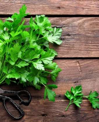 Μαϊντανός Ιδιότητες, οφέλη και χρήσεις στη μαγειρική